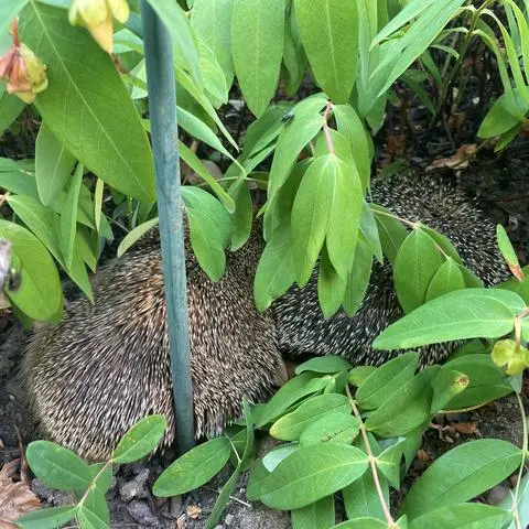 Mitten am Tag Igel im Garten zu finden – das ist kein gutes Zeichen, erklärt Peter Siersleben vom Wiesbadener Nabu.
