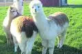 Über „Bauernhof als Klassenzimmer“ ist das Lernen mit Lamas und Alpakas in Lingelbach nun förderfähig.