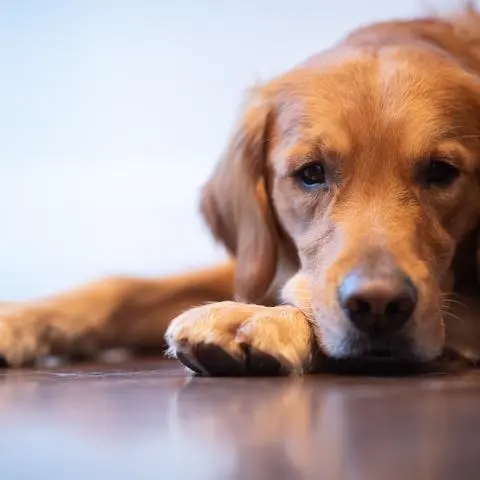 Therapiebegleithund Watson liegt während seiner Vorstellung durch das Justizministerium Baden-Württemberg auf dem Boden. Watson ist ein speziell ausgebildeter Hund, der besonders schutzbedürftige Verletzte und Opfer in Prozesse vor Gericht begleiten soll. +++ dpa-Bildfunk +++