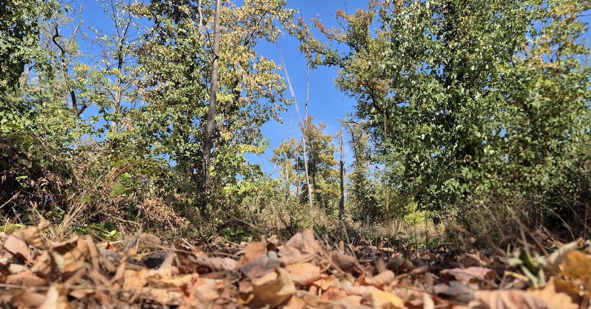 Brandgefahr: Wälder im Kreis Groß-Gerau trocknen zu „Brennstoff-Teppichen“ ...