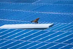 Ein Greifvogel sitzt auf einem Solarpanel: Der Ausbau der Solarenergie in Deutschland gewinnt an Fahrt. 