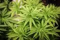 Weil die Gesetzeslage sich geändert hat, reduziert die Berufungskammer am Marburger Landgericht das Urteil gegen einen heute 41-Jährigen, in dessen Keller in einem Biedenkopfer Ortsteil eine Cannabis-Plantage gefunden worden war. (Symbolfoto/Archiv)