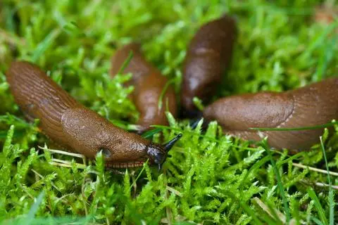 ARCHIV - Spanische Wegschnecken (Arion lusitanicus), auch Nacktschnecken genannt, kriechen auf einer Wiese mit Moos in einem Garten in Frankfurt/Oder (Archivbild vom 05.07.2009). Gefräßige Nacktschnecken treiben viele Hobby-Gärtner zur Weißglut. Einen neuen Stoff, der den Schnecken den Appetit verdirbt, haben jetzt Forscher der Universität Jena gefunden. Ihnen war aufgefallen, dass Schnecken Moose eigentlich meiden, weil Moose in der Lage sind, chemische Verbindungen aufzubauen, die sie vor Fressfeinden schützen. Den Angaben zufolge ist es den Forschern gelungen, diese Verbindungen zu identifizieren: Es handelt sich um sogenannte Oxylipine. Foto: Patrick Pleul dpa/lbn (zu Meldung dpa 0363 vom 10.06.2010) +++ dpa-Bildfunk +++