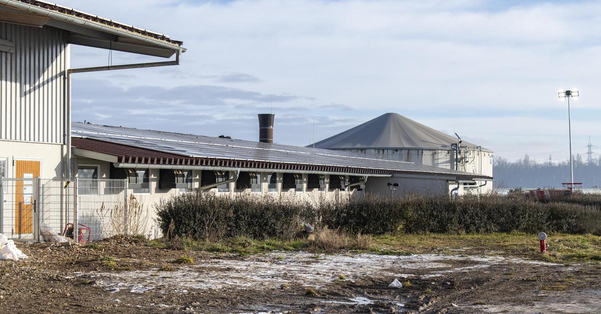 Nach Brand im Schweinestall in Riedstadt-Wolfskehlen: Was bisher bekannt ...