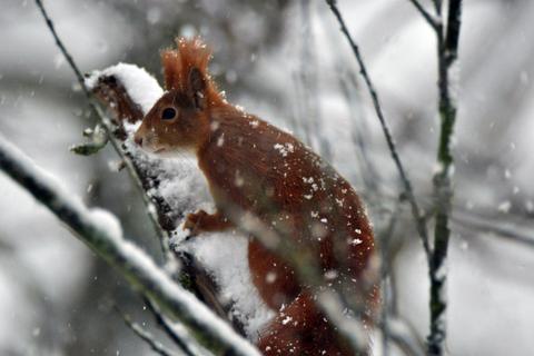 Lebensraum Baum: Eichhörnchen im Winter aus dem Film „Das geheime Leben der Bäume“. Foto: Constantin