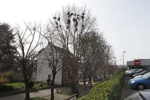 In den Platanen an der Bahnhofstraße fühlen sich die Saatkrähenkolonien pudelwohl. Zum Leidwesen der Alzeyer-Anwohner. 