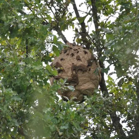 Das Nest der Asiatischen Hornisse kann im Sommer bis zur Größe eines Medizinballs anwachsen. Die Tiere bauen diese vorwiegend in großer Höhe in Bäumen. 