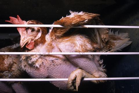 Verwahrlosung und Quälerei: Tiere sind dem Menschen oft ausgeliefert.