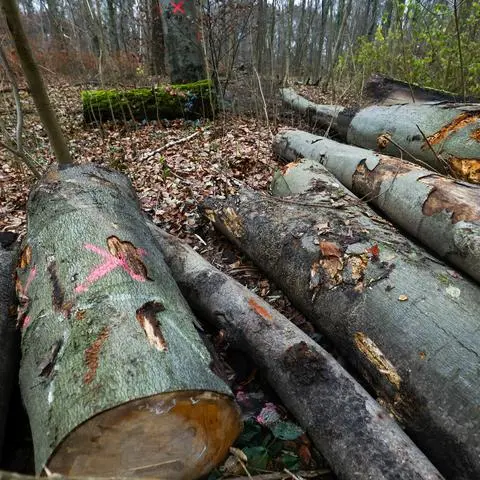 Die ersten Bäume am Waldkunstpfad wurden bereits gefällt. Die Angaben von Hessen Forst, wie viele es insgesamt werden, sind widersprüchlich.