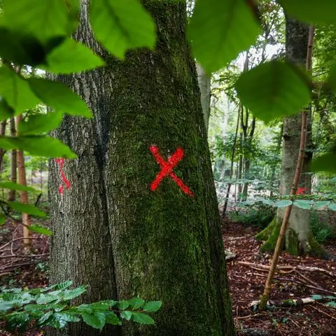 Die Debatte um die geplanten Fällungen in einem Teil des Bessunger Forsts halten an.