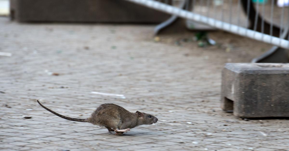 Vermehrt Ratten auf der Mainspitze? Was die Verwaltungen zur Lage sagen?