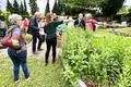 Wildwuchs auf einem Grab? Bald öffnen sich die Blüten der Flockenblume und spenden den Insekten Nahrung. Wildbienen-Botschafterin Melanie Adamik (Mitte) plädiert dafür, Friedhöfe nicht „überzupflegen“, sondern ökologische Nischen für den Erhalt der Artenvielfalt zu schaffen.