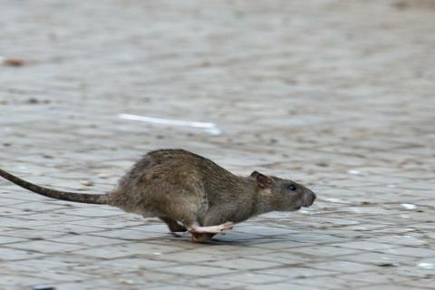 Flink auf Futtersuche: In Städten werden Ratten fündig.  Archivfoto: dpa