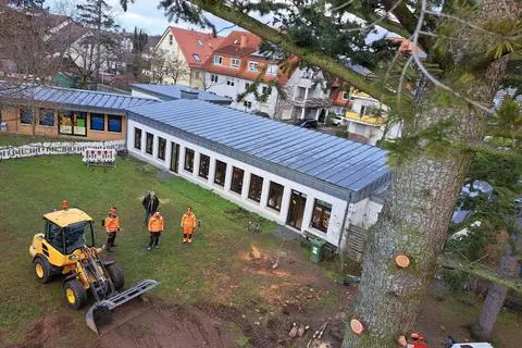 Baumfällarbeiten auf dem Gelände der Kita Draustraße in Griesheim. Archivfoto: Stadt Griesheim