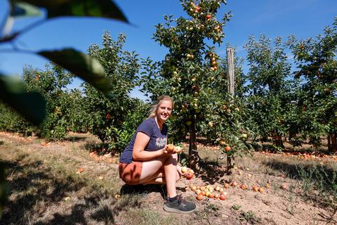 In den Apfel-Plantagen bei Obstbau Geibel werden jetzt schon Äpfel geerntet. Franziska Birk begutachtet das Fallobst. Foto: Guido Schiek