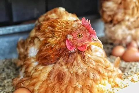 Auf weichen Dinkelspelz legen die Hühner ihre Eier, die täglich eingesammelt werden.
