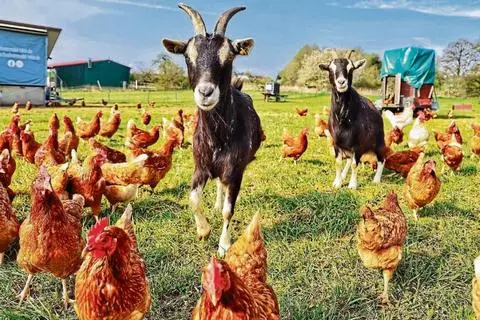 Die beiden Zwergziegen "Möhrchen" und "Lotti" wachen gerne über die Hühner, die allesamt "Hilde" heißen. Besonders vor Greifvögel-Angriffen schützen die Wiederkäuer das Federvieh.