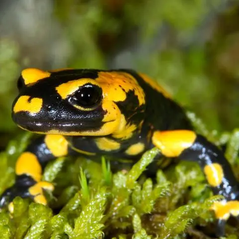Putziger Geselle: Der Feuersalamander ist an seiner schwarz-gelben Farbe deutlich zu erkennen. Deshalb erhoffen sich die Forscher viele Hinweise.