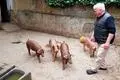 Eigene Schweinehaltung gibt es immer noch "beim Philipp".
