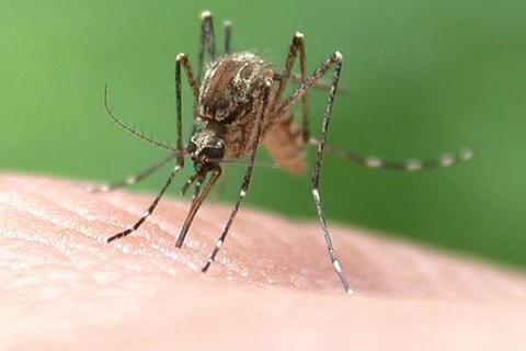 Damit die Plage durch Stechmücken nicht zu groß ist, dämmt die Kommunale Arbeitsgemeinschaft zur Bekämpfung der Schnakenplage sie mit biologischen Mitteln ein.