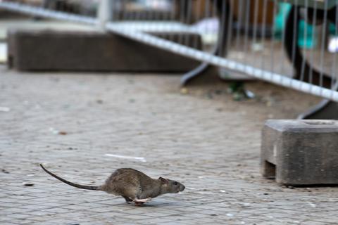 In Bischofsheim und Ginsheim-Gustavsburg werden demnächst Ratten bekämpft. Archivfoto: dpa