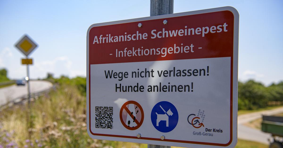Fight against swine fever: What the new figures show in the Groß-Gerau ...