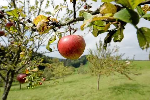 Auf dem Areal des Obst- und Gartenbauvereins Dornheim in der Taunusstraße stehen gut 200 Obstbäume – davon 60 Prozent Apfelbäume. Symbolfoto: dpa