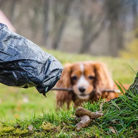 Ein Mann greift auf einer Wiese in mit einem Hundekotbeutel nach einem Hundehaufen. Einem Groß-Gerauer Bürger entdeckte kürzlich auf dem Eschplatz ein zurückgelassenen Kothaufen und wendete sich an unsere Redaktion.