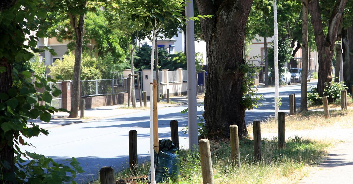 Wegen Hitze: Groß-Gerau bittet Bürger, Bäume zu gießen – heftige ...
