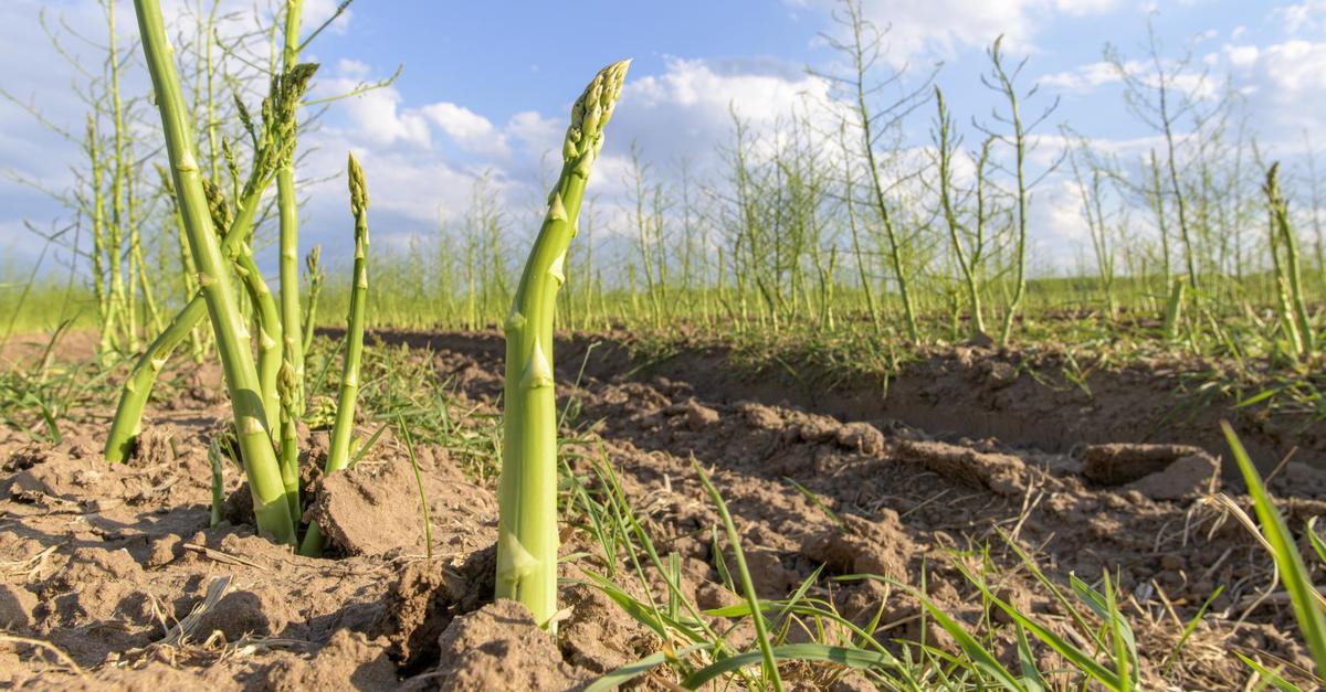 Spargel top, Erdbeeren flop: Gemischte Saisonbilanz im Kreis Groß-Gerau