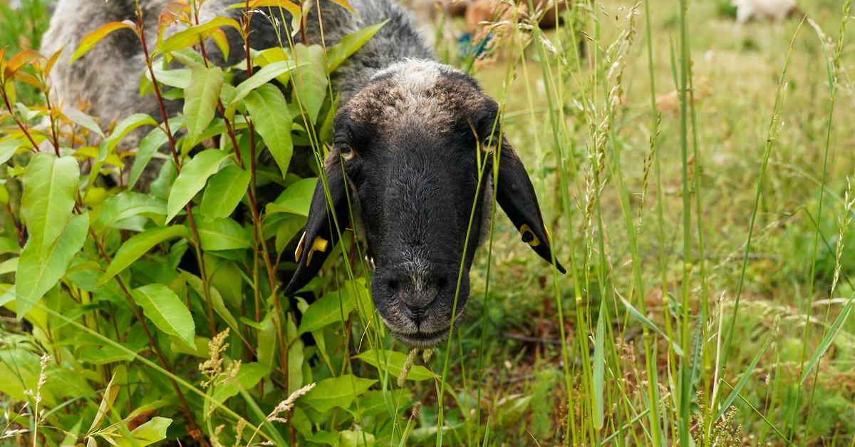 Schafe pflegen Mörfelden-Walldorf: Natürliche Hilfe für Flora-Fauna-Gebiet
