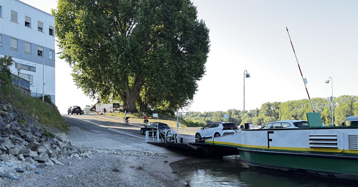 Ferry Landskrone runs tirelessly - even at low water