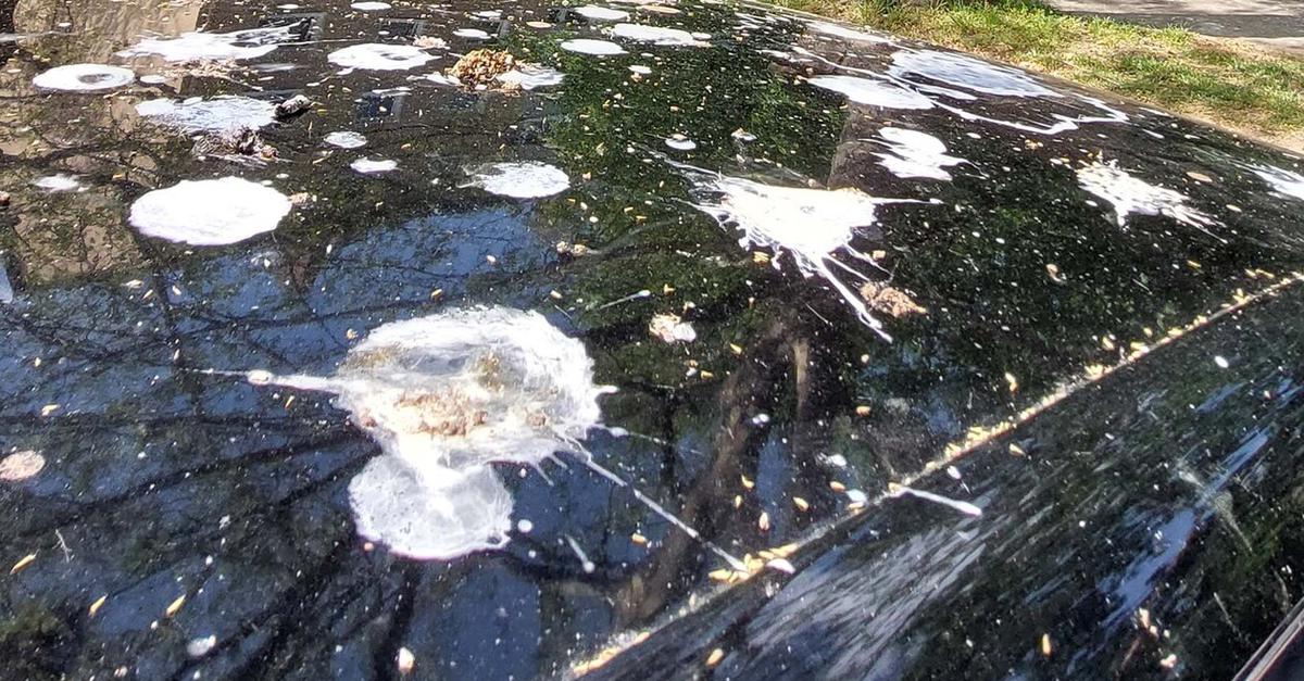 Raunheimer Ringstraßensiedlung leidet unter Vogelkot