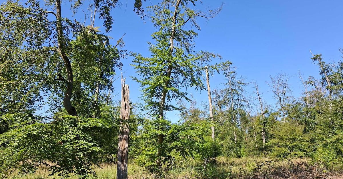 Wie krank ist der Raunheimer Wald wirklich?