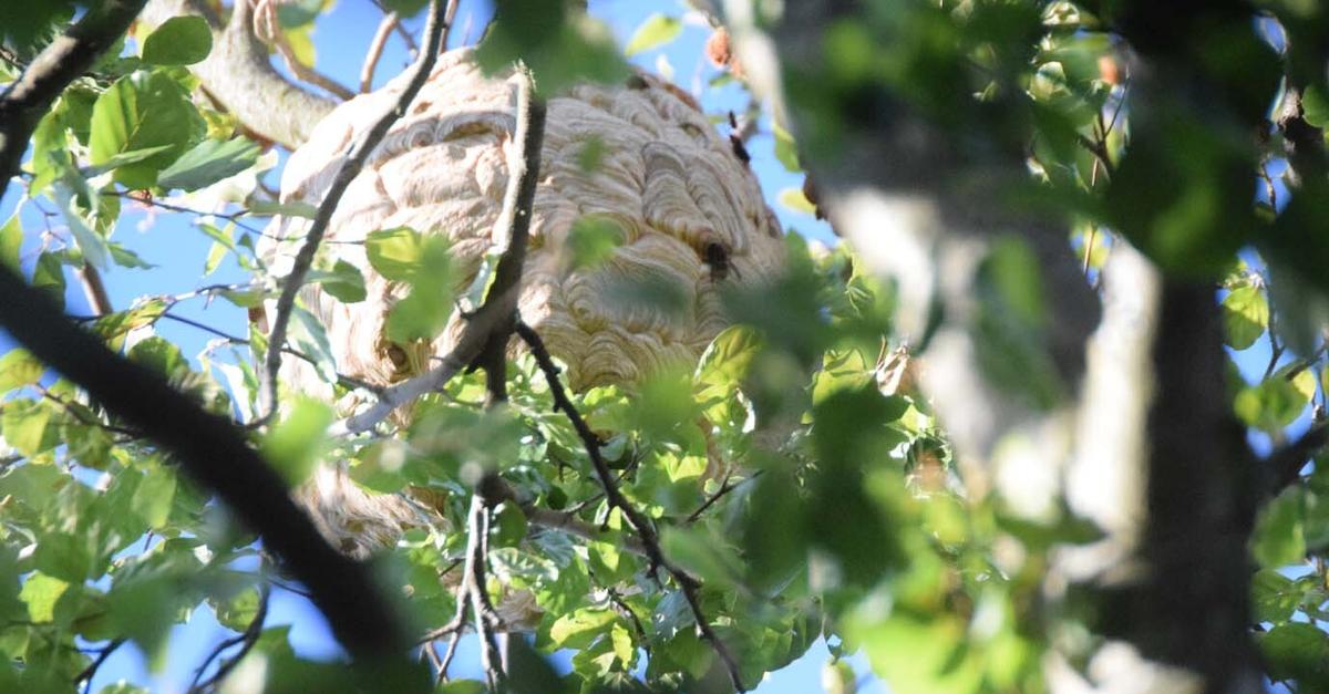 Asiatische Hornissen sorgen in Raunheim für Ärger