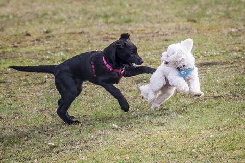 Im Antrag der Raunheimer Grünen heißt es auch, dass gemeinsames Spielen für das Sozialverhalten von Hunden förderlich sein soll. Symbolfoto: dpa