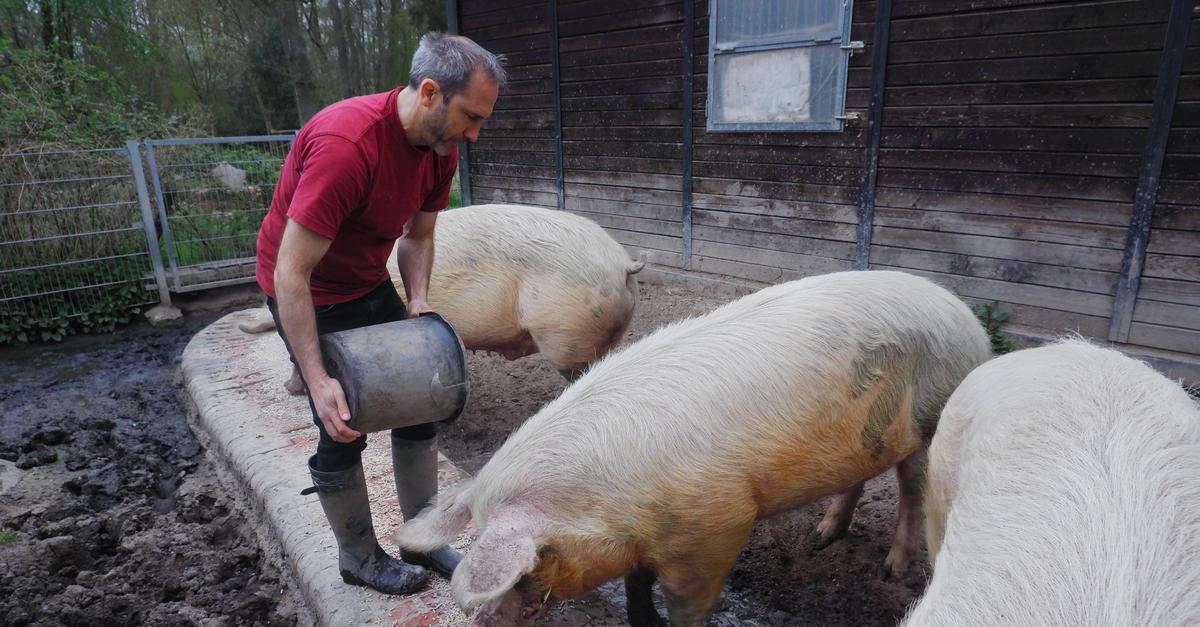 Raunheimer Schweine-Gnadenhof ist gerettet