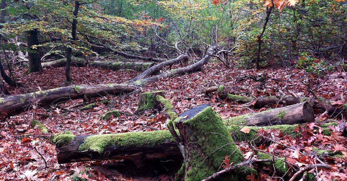 Wie sich der Raunheimer Wald an den Klimawandel anpasst