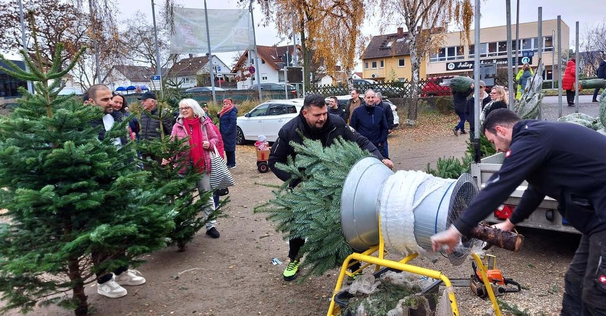 TSV Raunheim verkauft wieder Weihnachtsbäume
