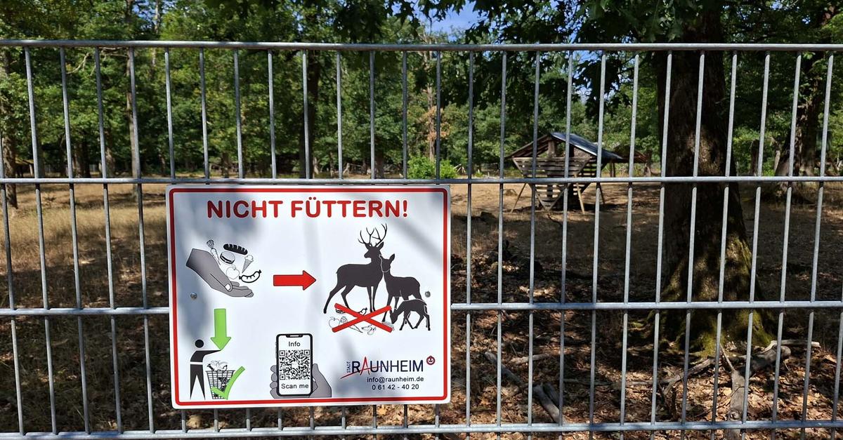 Reißen freilaufende Hunde Rehe in Raunheim?