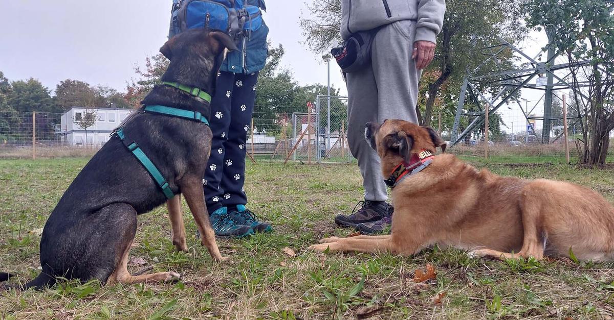 Raunheimer Hundewiese wird gut angenommen