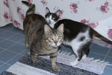 Mona und Salomon würden gerne zusammen in ein neues Zuhause ziehen. Foto: Tierheim