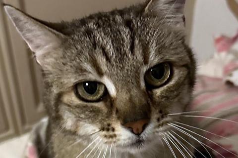 Sandy wurde angefahren und liegengelassen. Inzwischen geht es ihr wieder gut. Foto: Katzenvermittlung