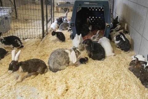 Jede Menge Langohren: Die 90 Kaninchen, die aus einer Wohnungshaltung in Mörfelden-Walldorf beschlagnahmt wurden, sind nun im Rüsselsheimer Tierheim untergebracht. Foto: Volker Dziemballa (VF)