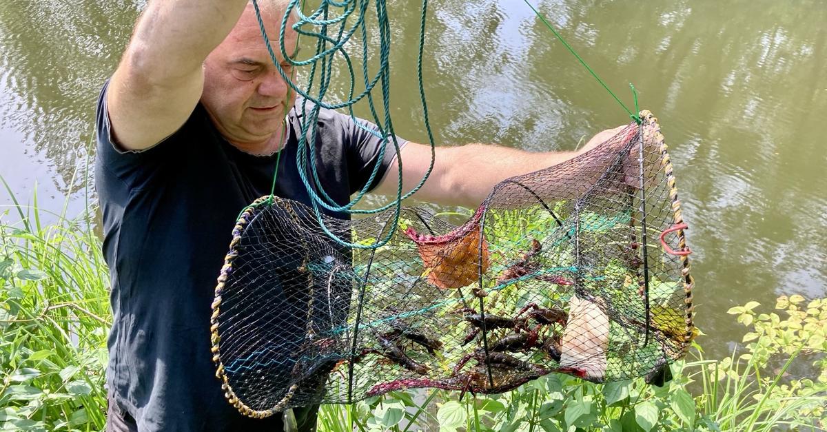 Anglers fear an invasion of calico crayfish