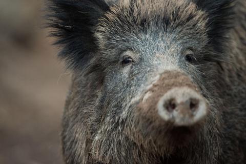 Dass es in Rüsselsheim zu viele Wildschweine gibt, sorgt immer wieder für Ärger. Die Jäger kümmern sich um die Regulierung des Bestands. Symbolfoto: dpa
