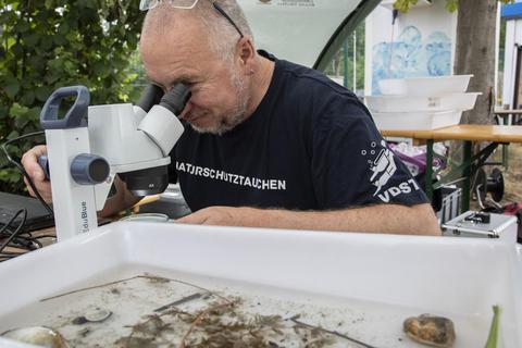 Taucher Frank Schulz untersucht Wasserpflanzen aus dem Waldschwimmbad unter dem Mikroskop. Die Analyse ergibt ein positives Ergebnis. Foto: Volker Dziemballa (VF