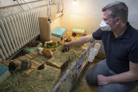 Biologie- und Chemielehrer Jürgen Knapp füttert im „Schul-Zoo“ der MPS die Meerschweinchen „Fips und seine Crew“, die in den sozialen Netzwerken bereits Kultstatus erreicht haben. Foto: Volker Dziemballa (VF