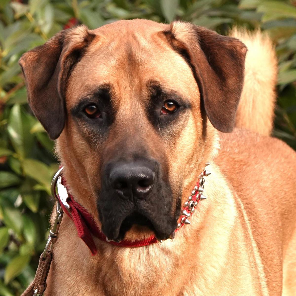 Zuhause gesucht: Rhodesian-Ridgeback-Doggen-Mix Aki