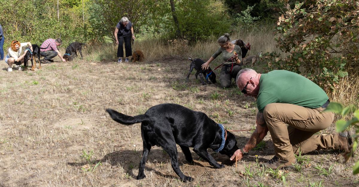 Sniffer dogs in action: Dogs have found truffles in Bauschheim